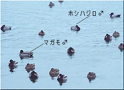 水面に浮かぶたくさんのカモ