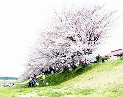 米津橋付近の桜の木