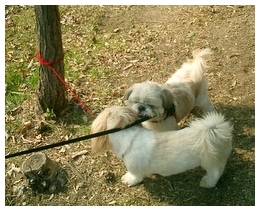 同じシーズ犬を見つけて大喜びのごんちゃん